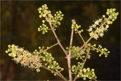 Combretum albidum var. albidum